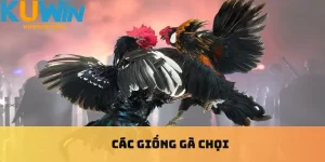 Các giống gà chọi