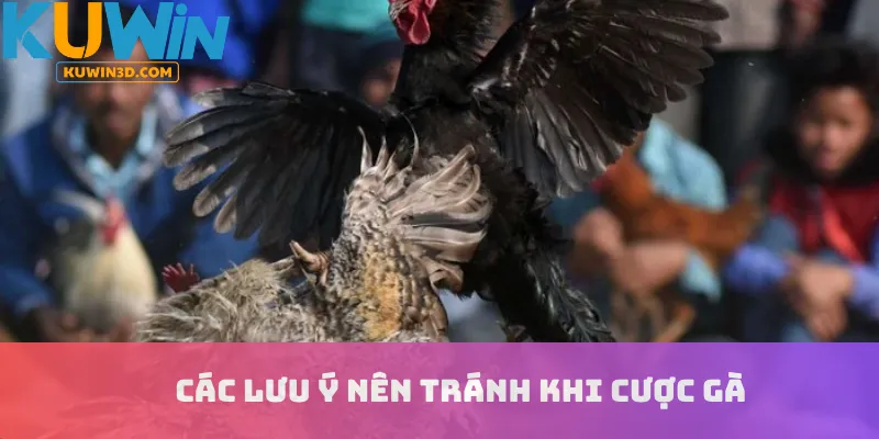 Các lưu ý nên tránh khi cược gà
