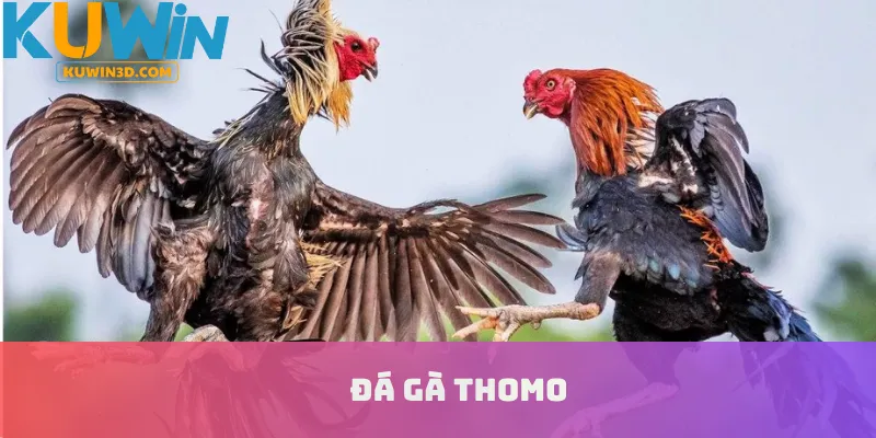 Đá Gà Thomo