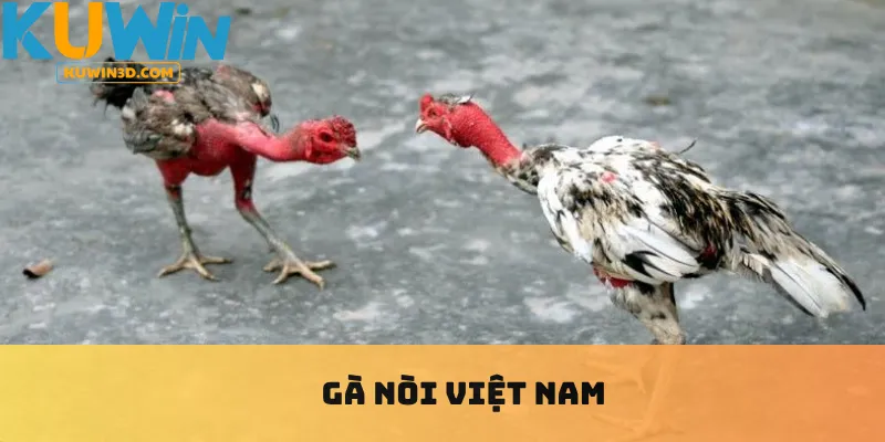 Gà nòi Việt Nam
