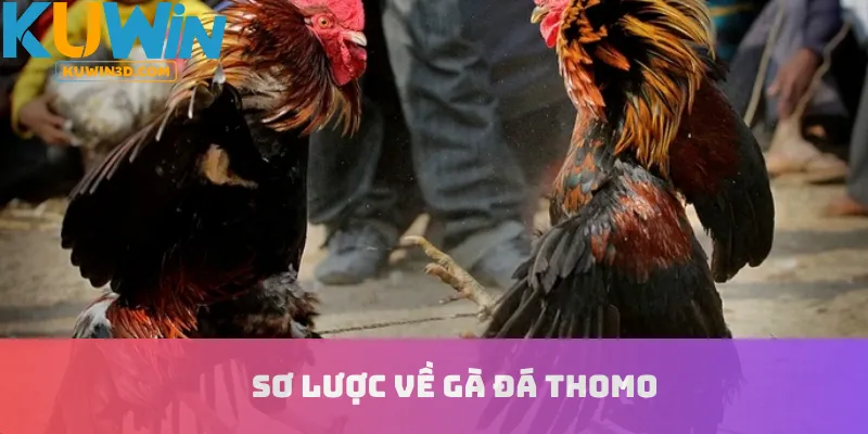 Sơ lược về gà đá Thomo